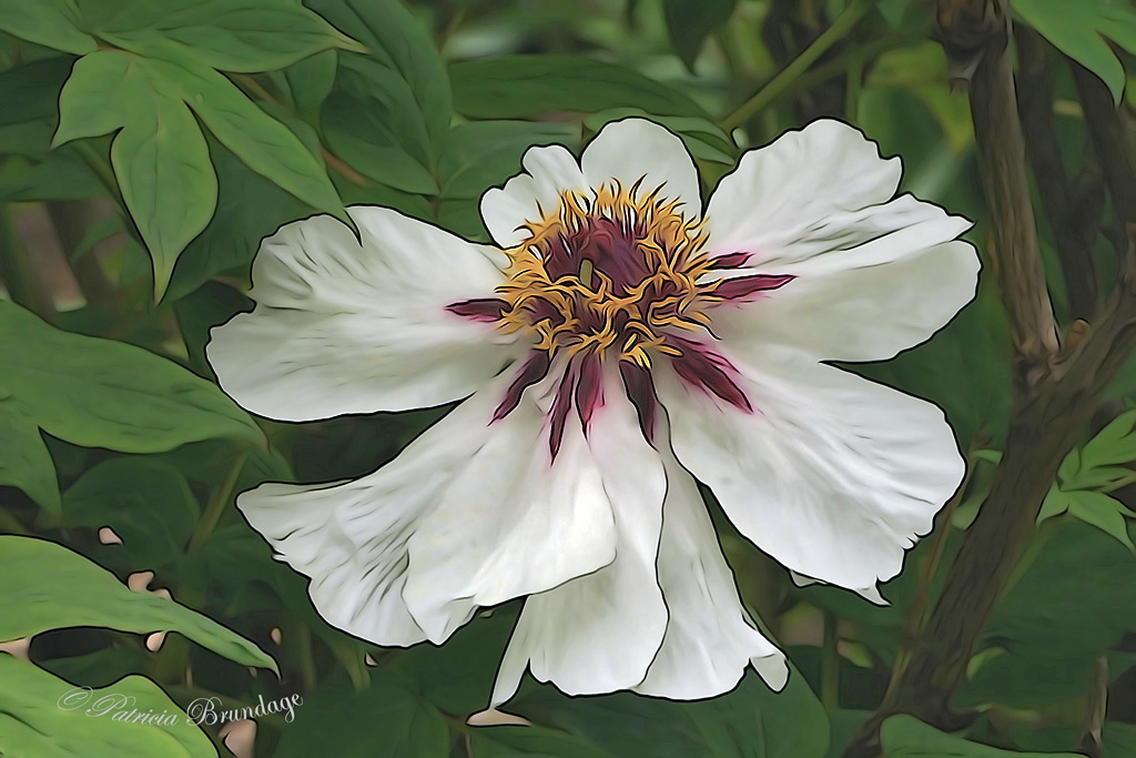 Special White Peony