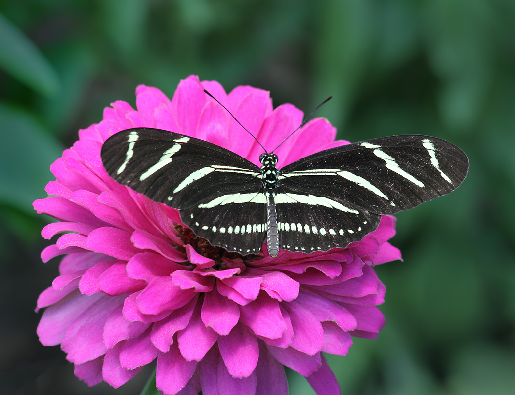 Zebra Longwing