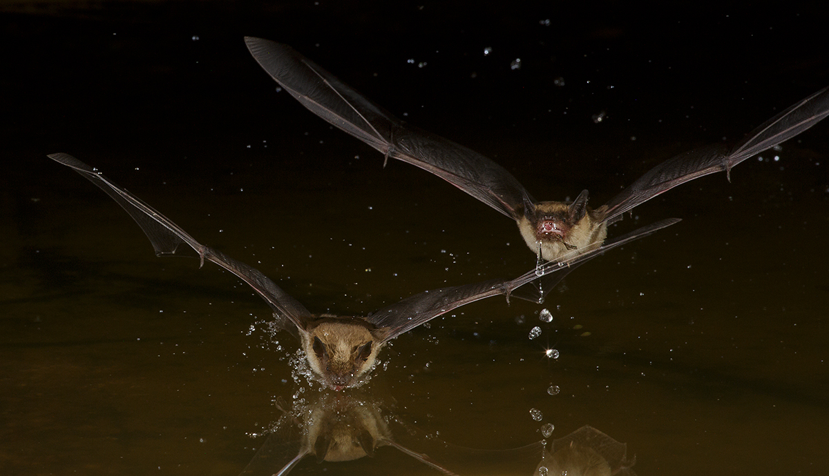 Little Brown Bats 