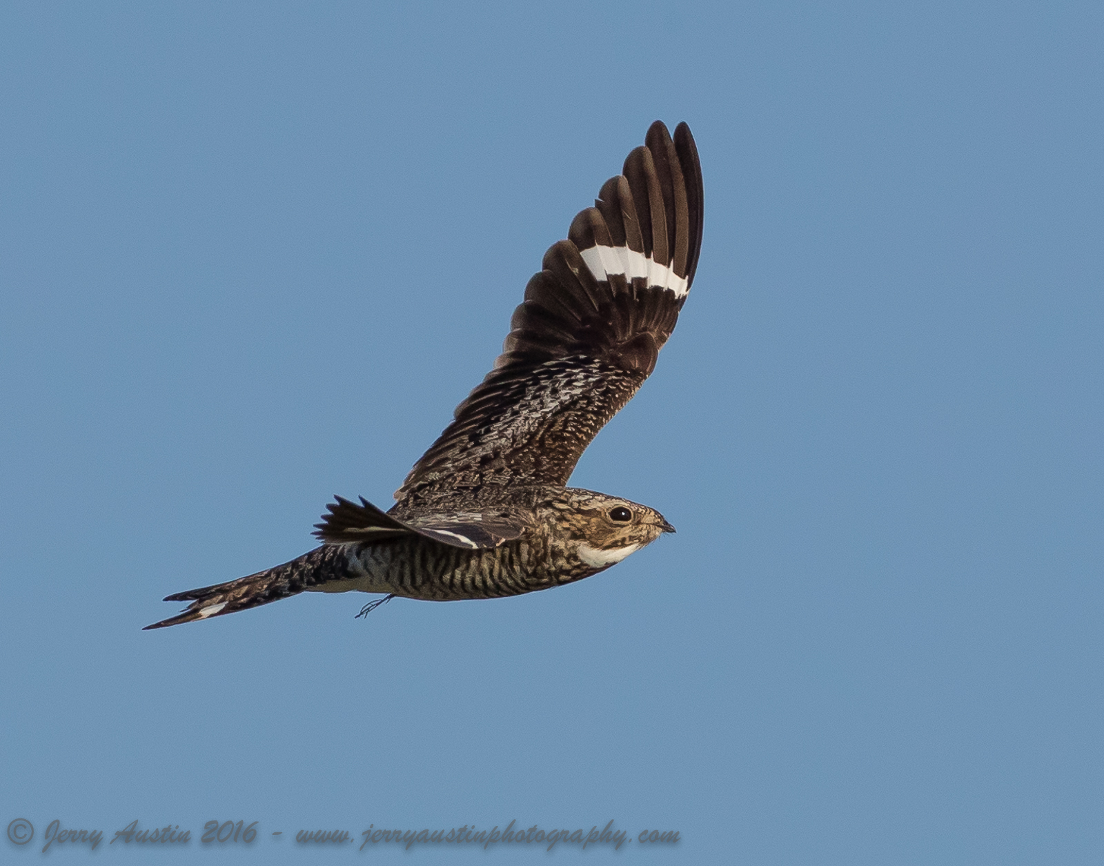 Another Nighthawk