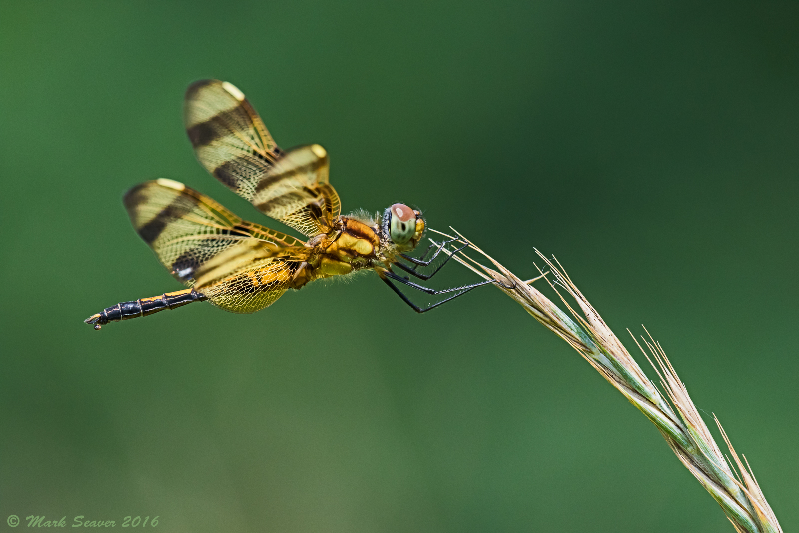 Halloween Pennant (f) #1