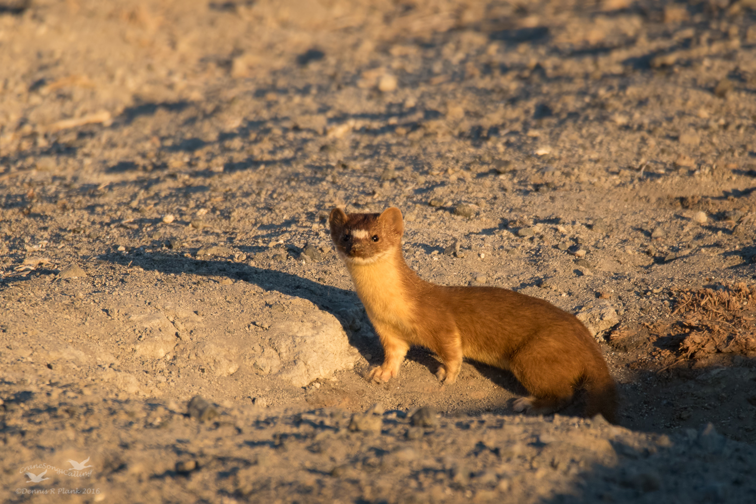 Long-tailed Weasel