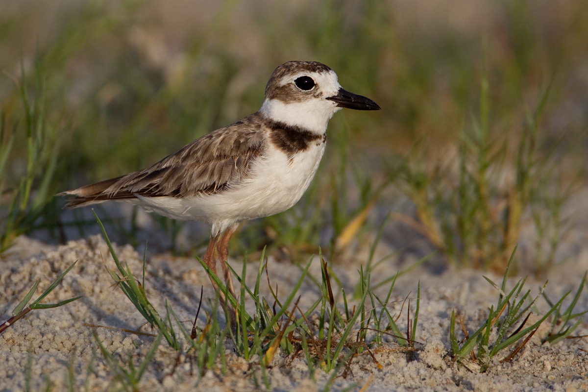 Wilson's Plover