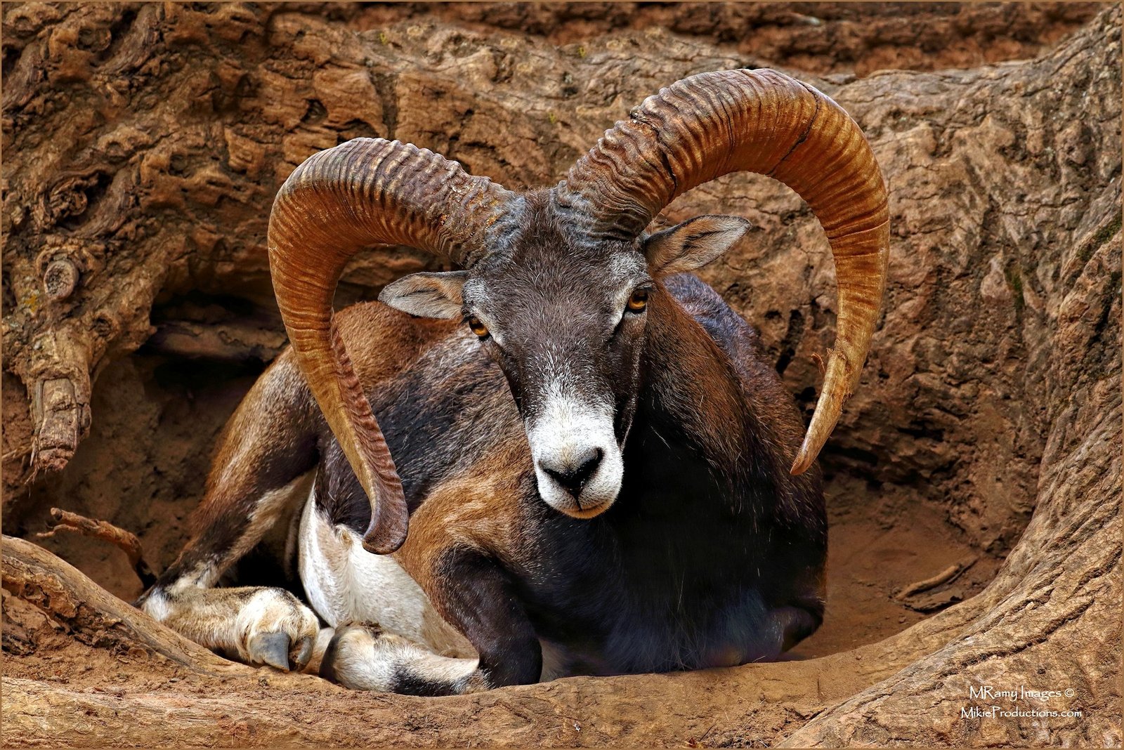 Resting Ram