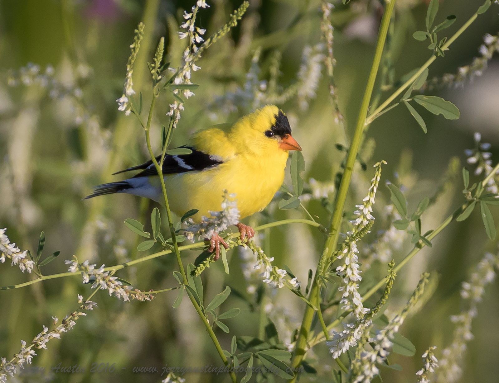 Wisconsin Goldfinch