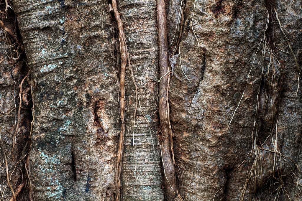 Tree Designs