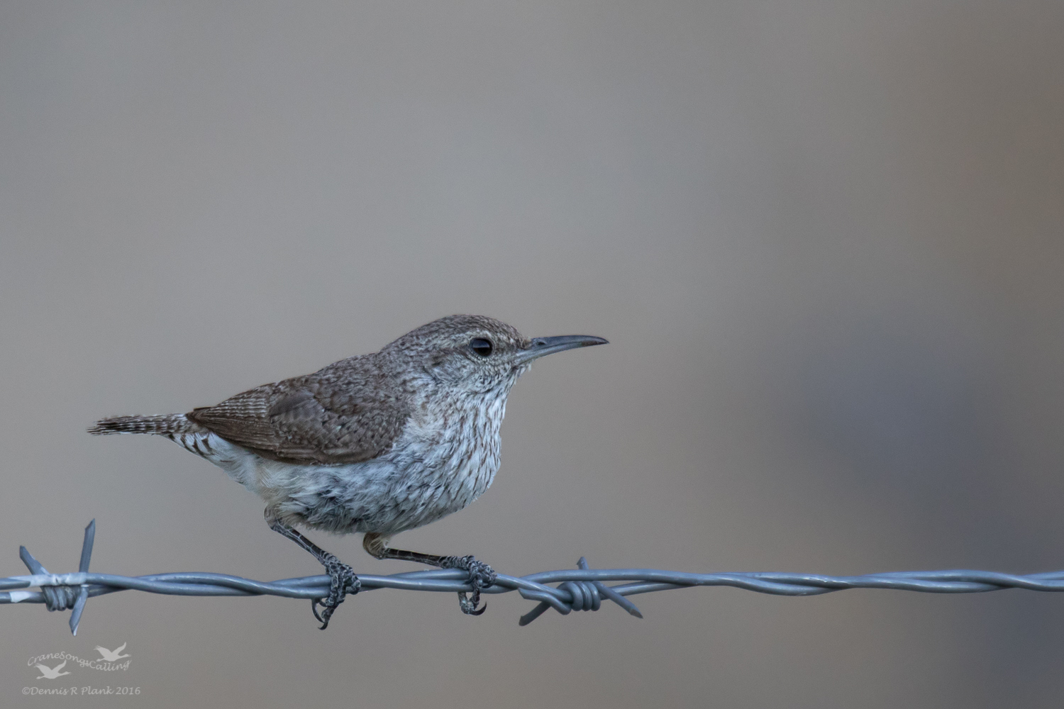 Rock Wren & Repost