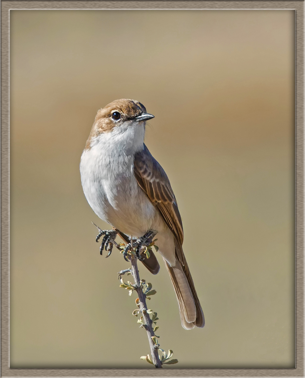 Pale Flycatcher, Africa