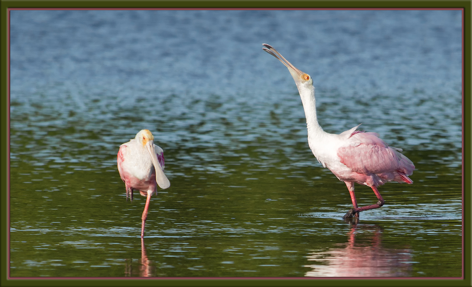 Amorous