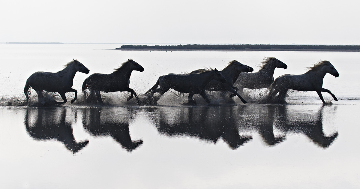 Horses at Dawn