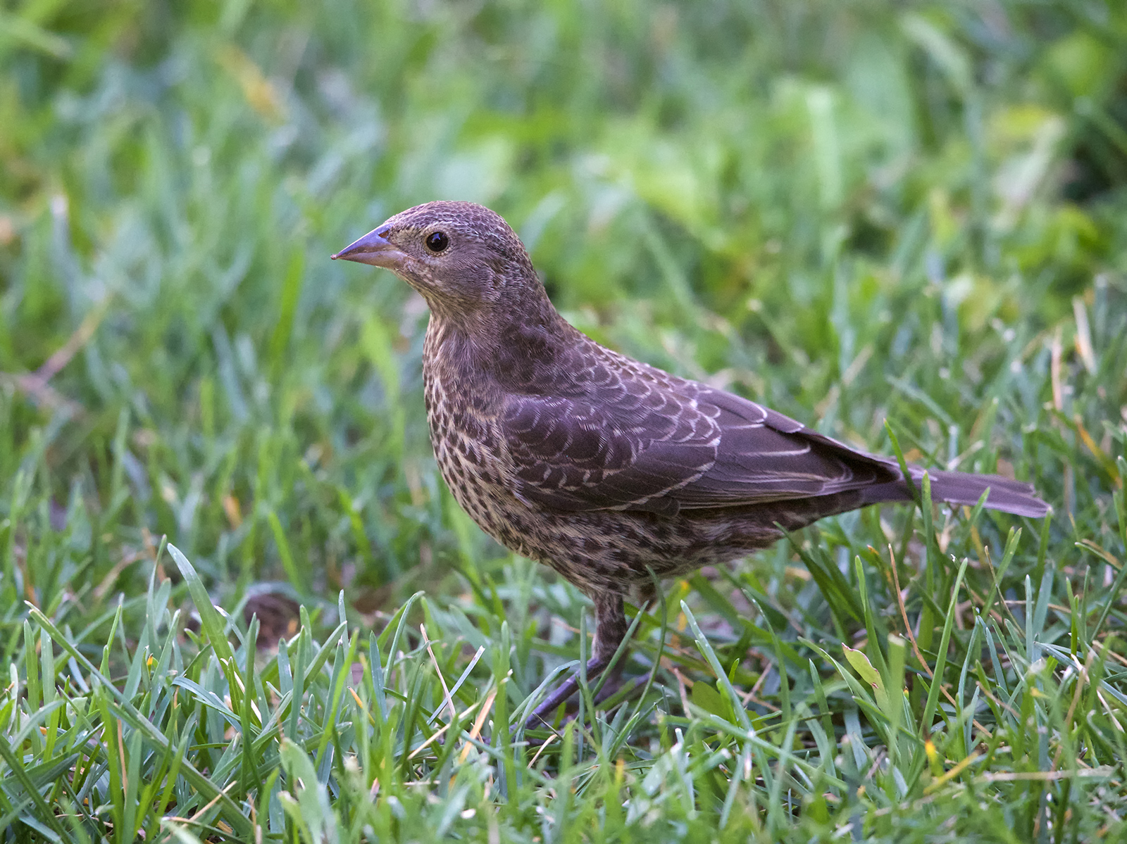 Brown-headed Cowbird Kid