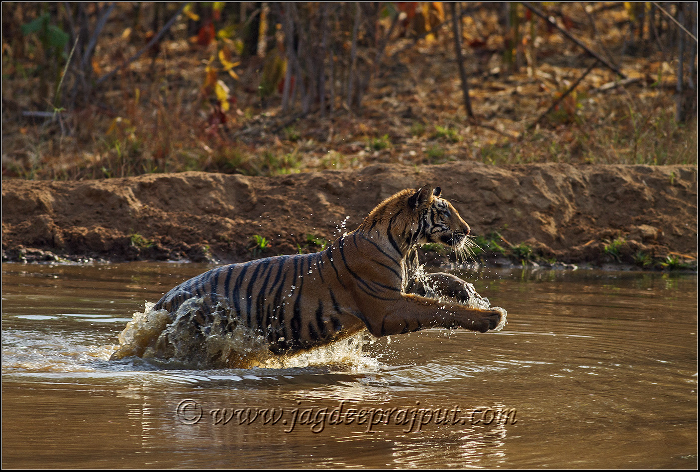 International Tiger Day