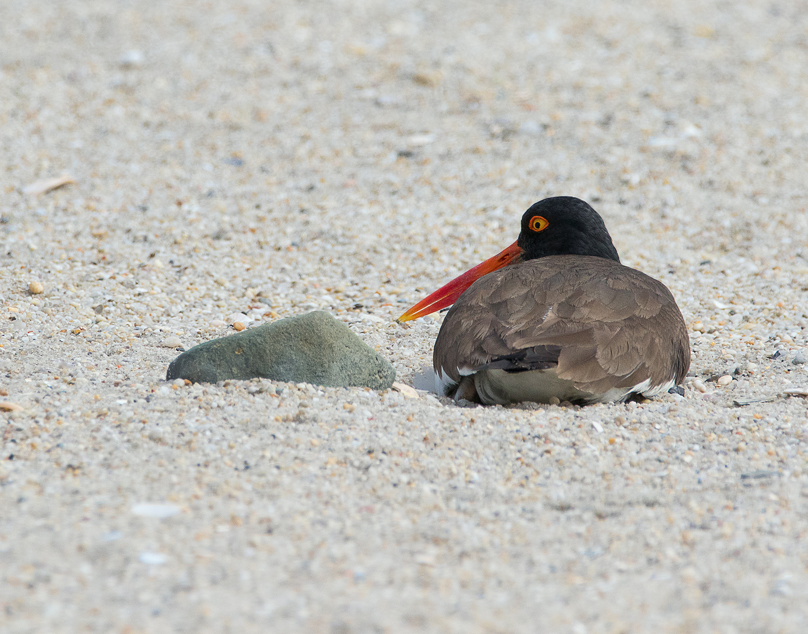 American Oystercatcher