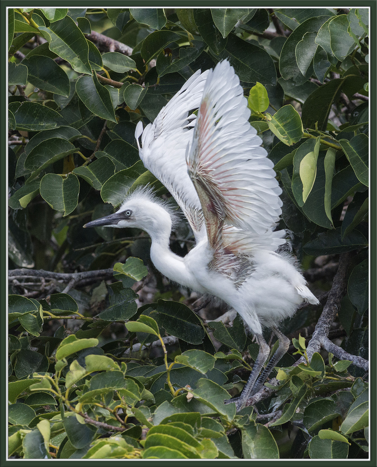 Egret Fledgling