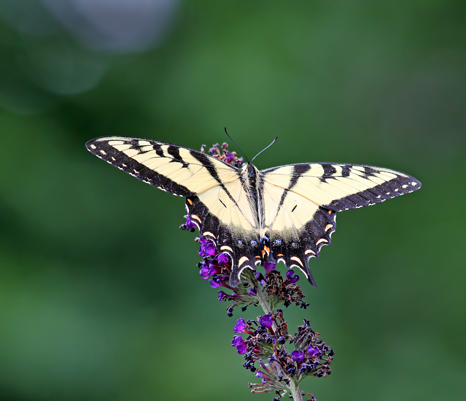 Tiger Swallowtail