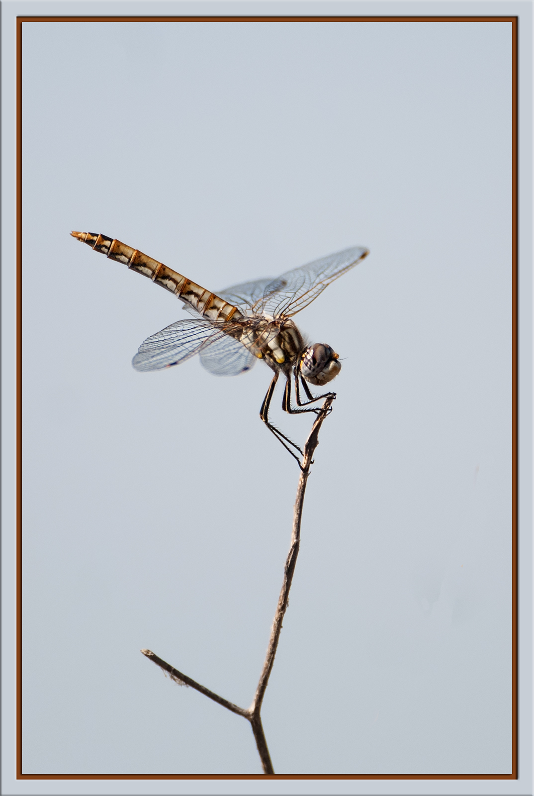 Dragonfly