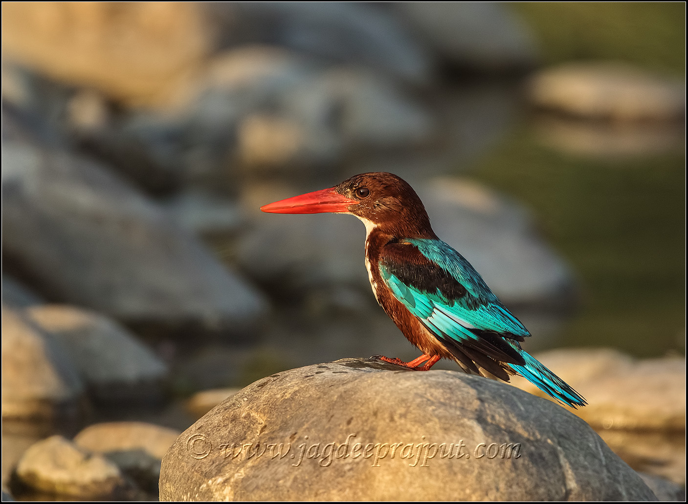 Whitethroated Kingfisher