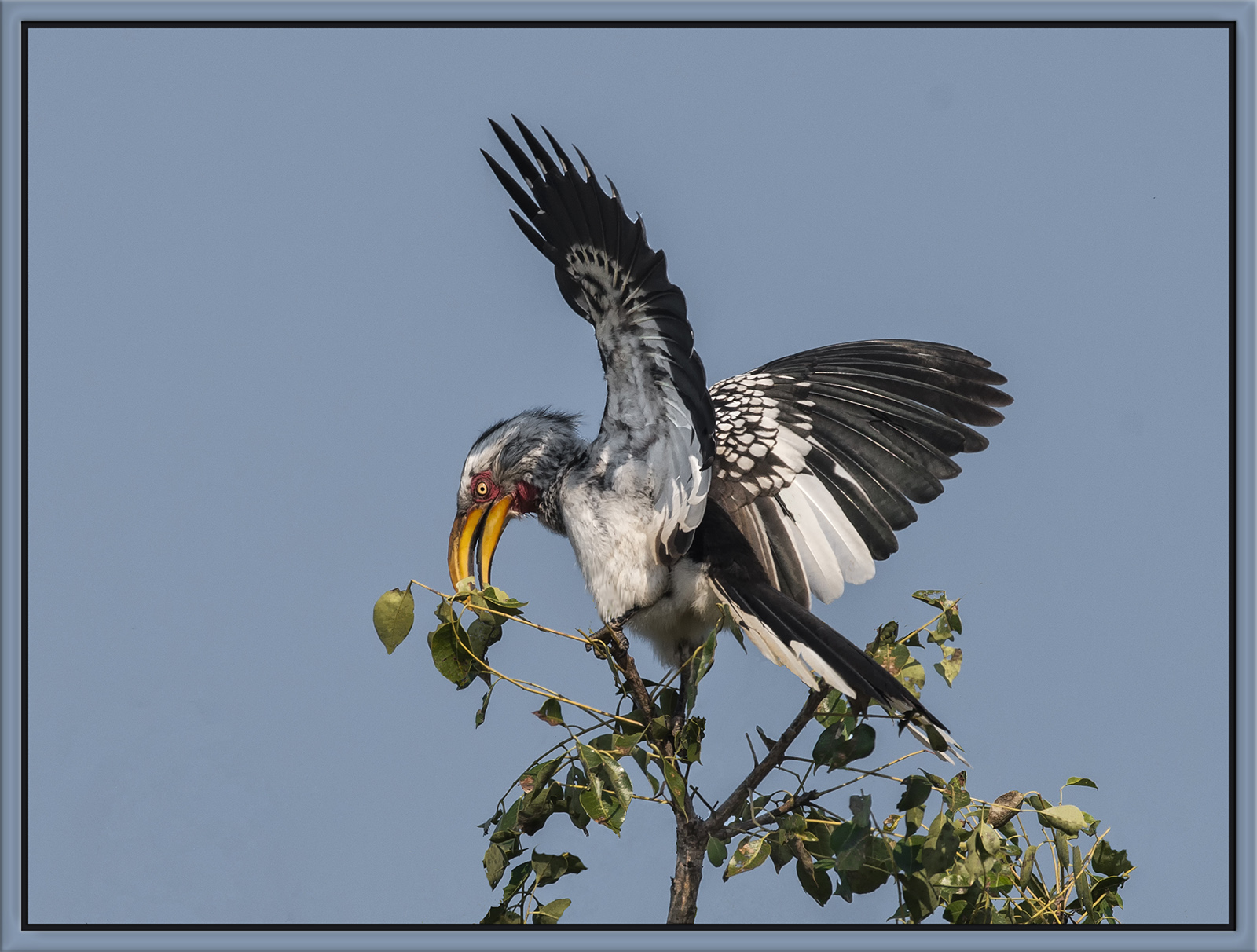 Hornbill