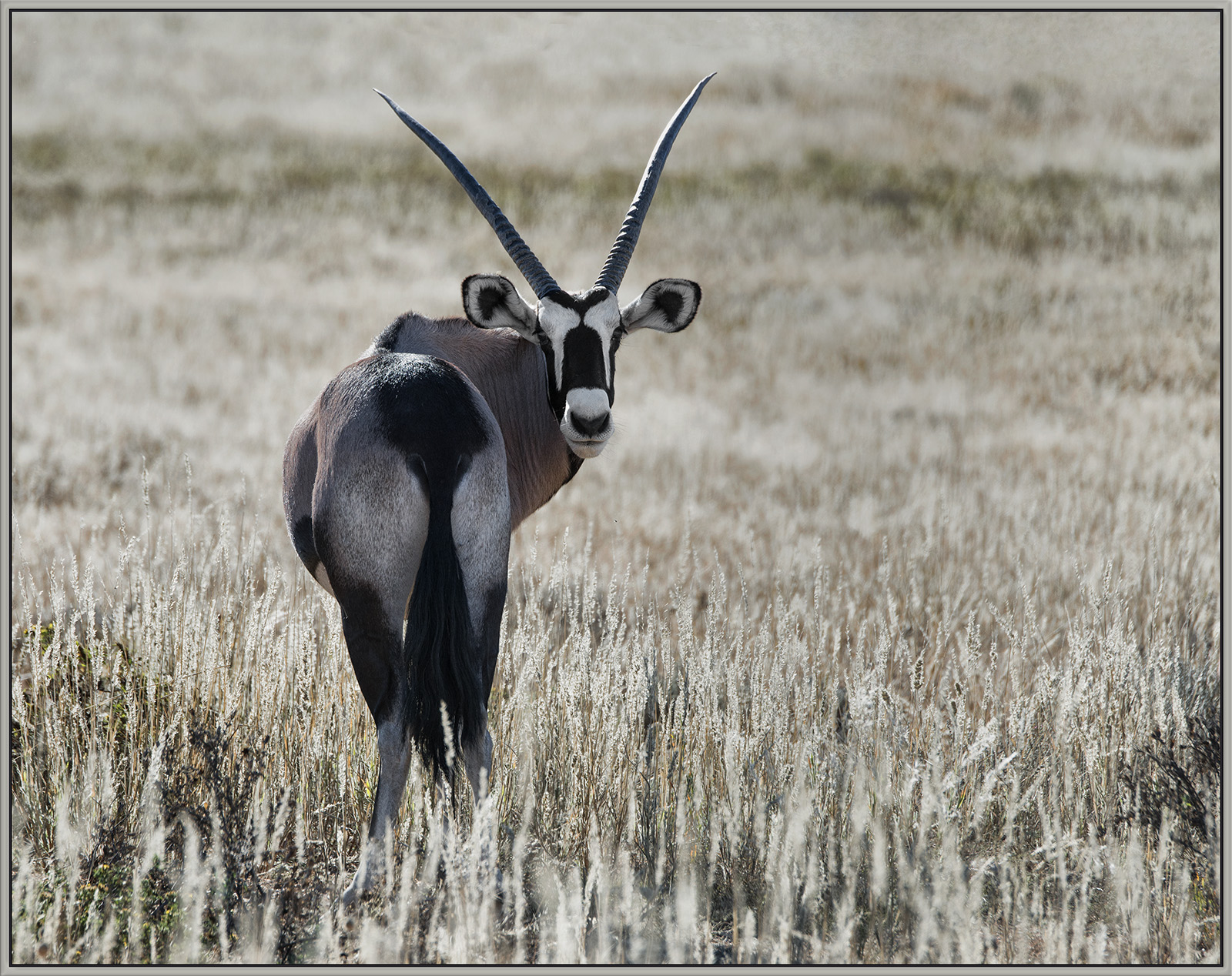 Gemsbok