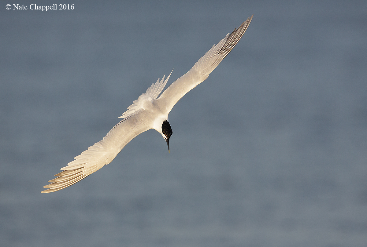 Sandwich Tern 