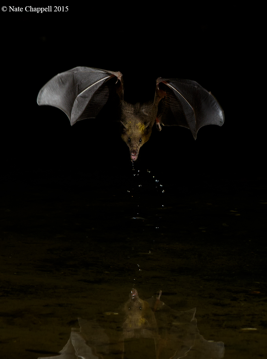 Mexican Long-nosed Bat