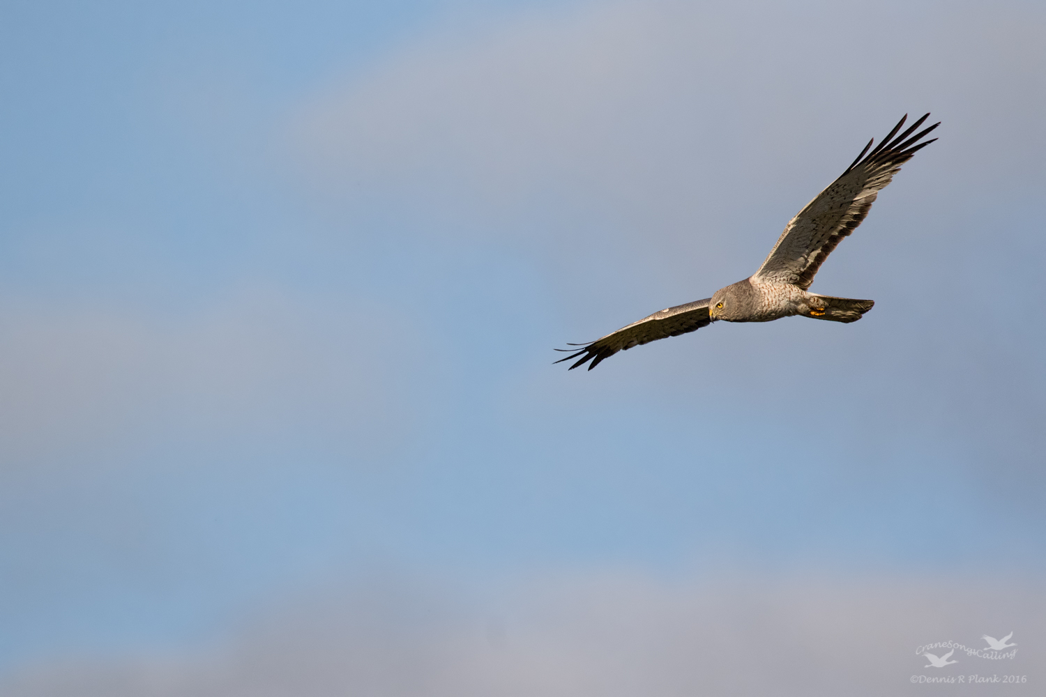 Male Northern Harrier