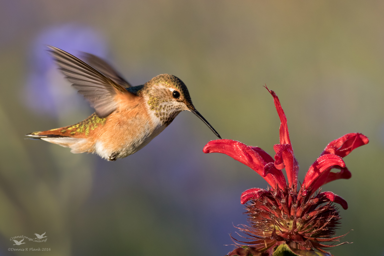 Hummingbird on Monarda