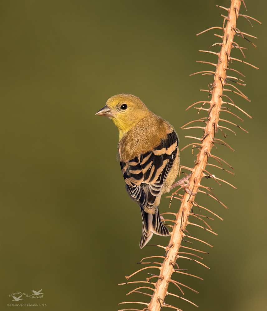 Goldfinch & Repost