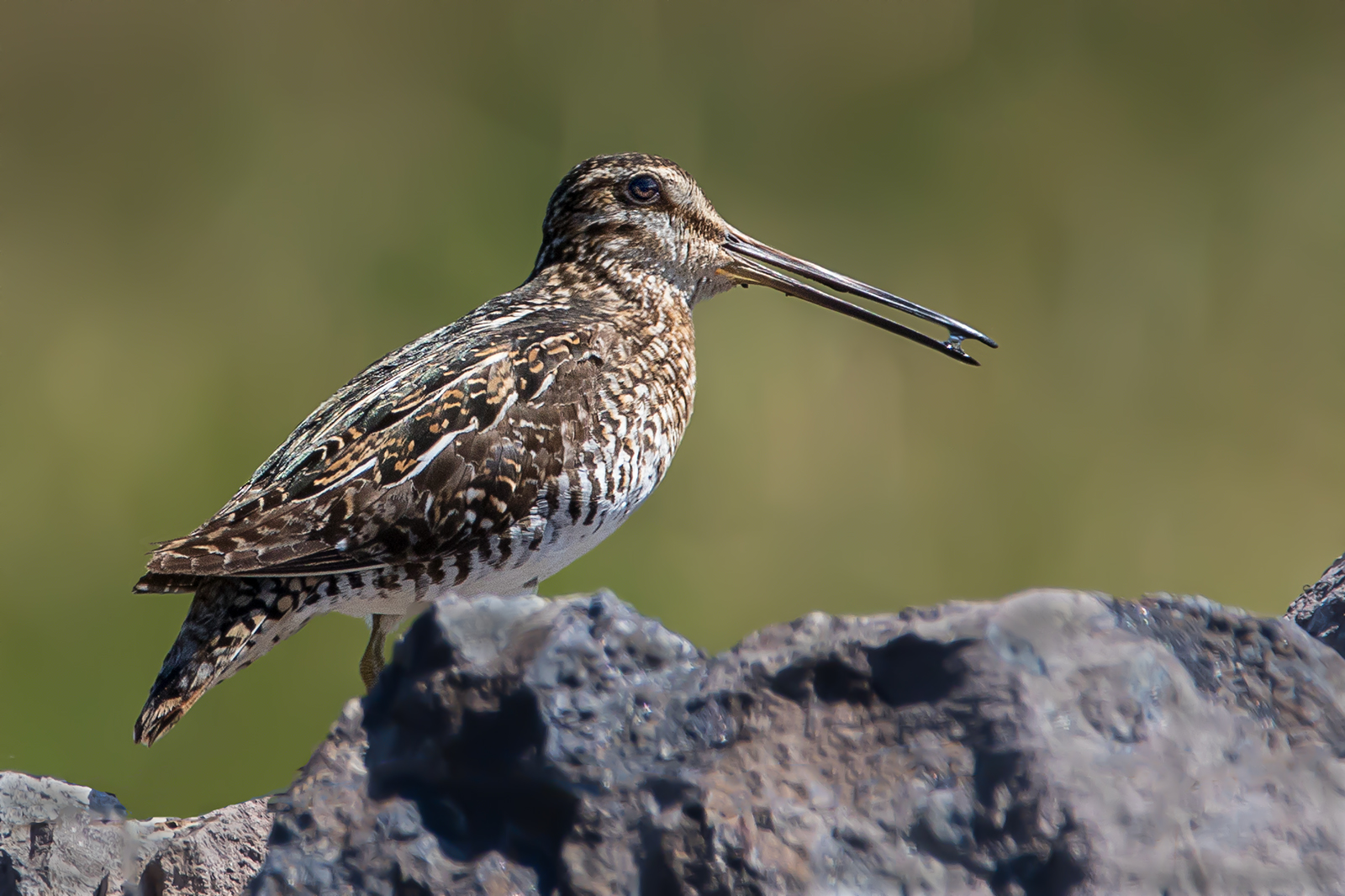Wilson's Snipe and repost