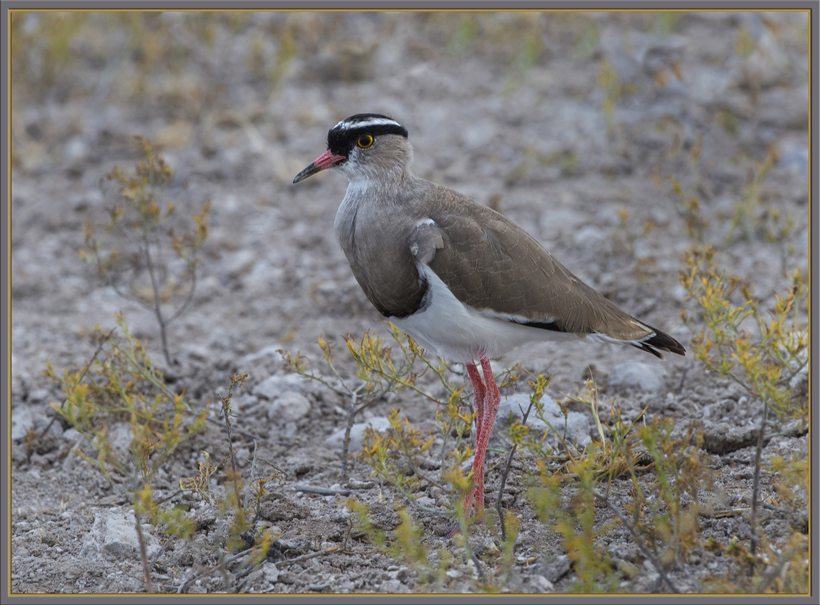 Crowned Lapwing 