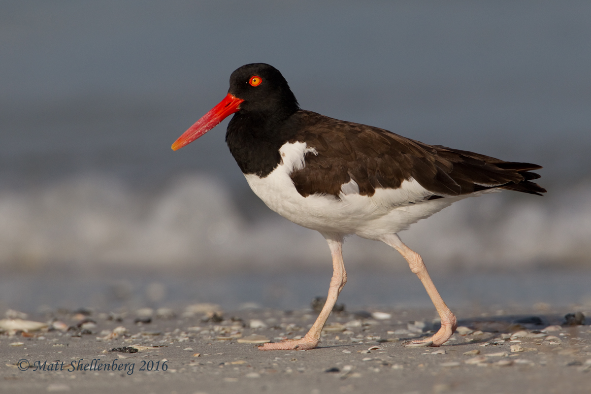 American Oystercatcher