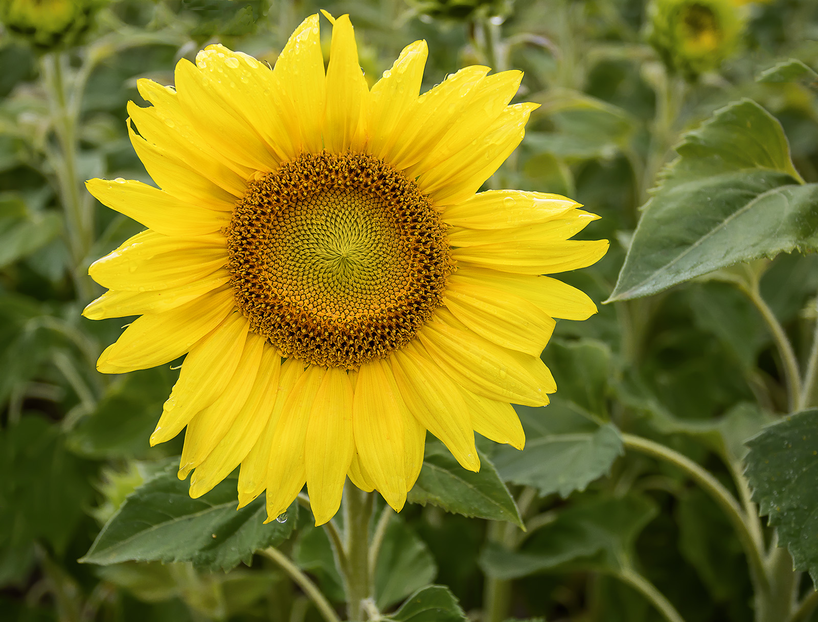 Sunflower