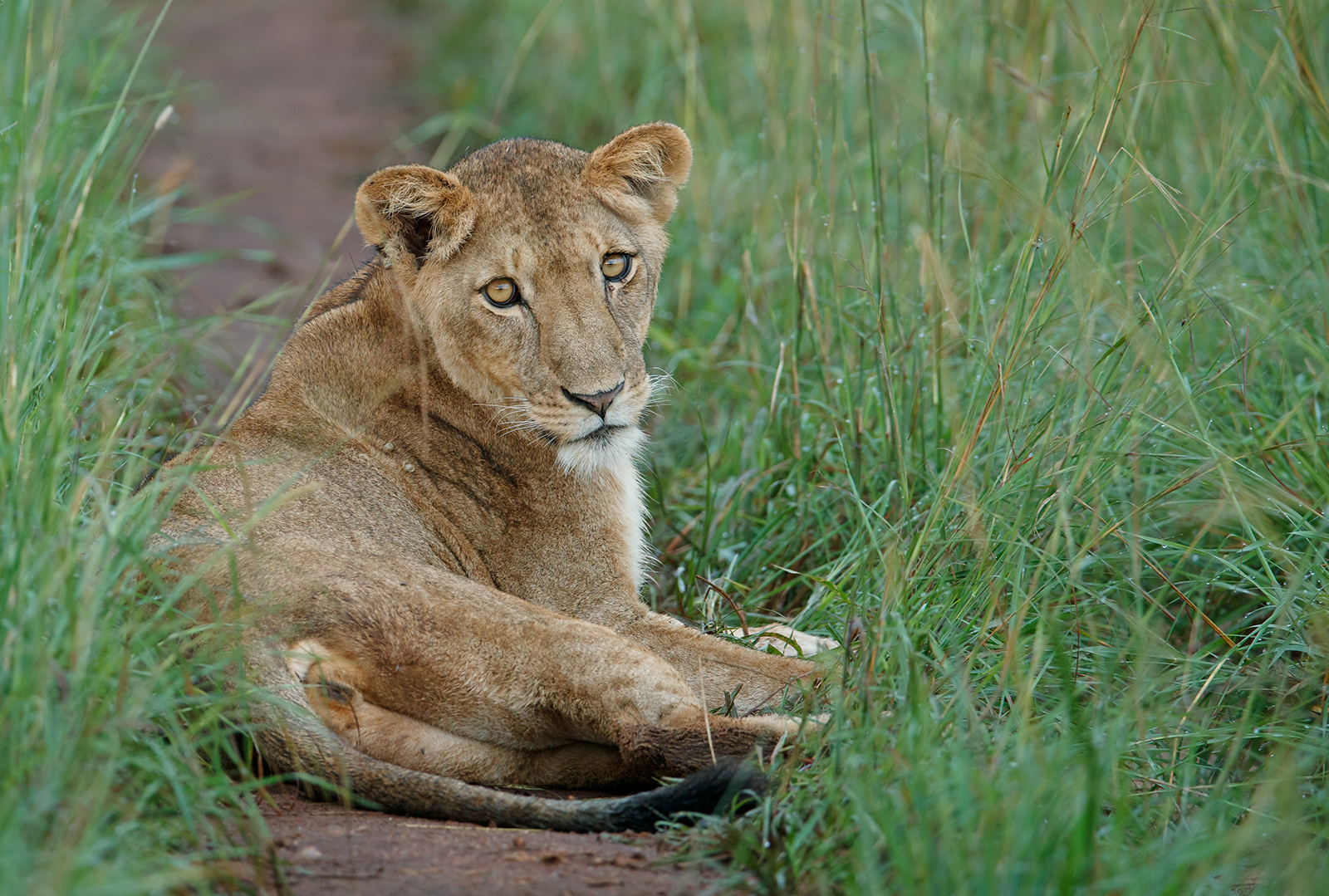 International Lion Day