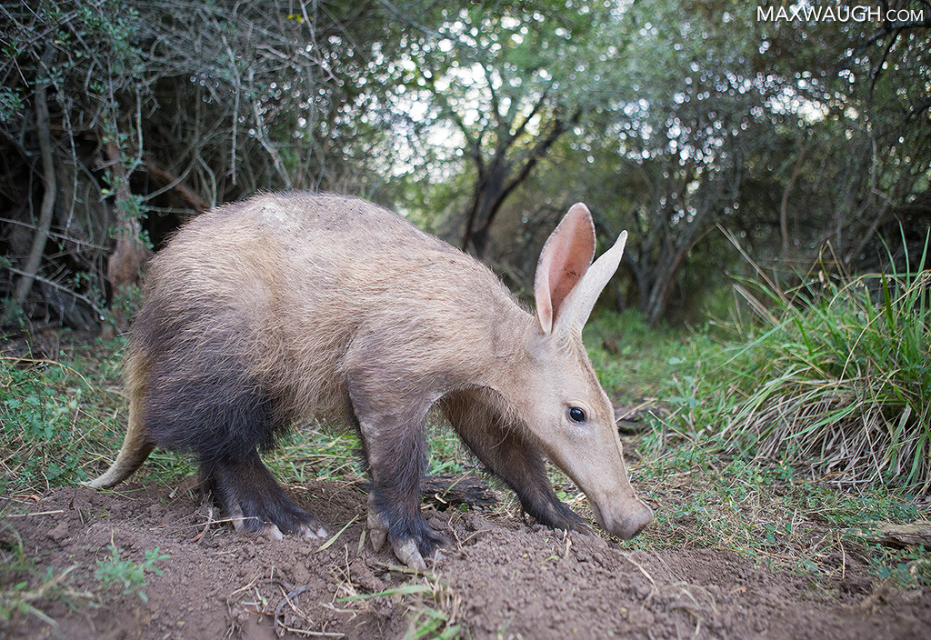 Aardvark