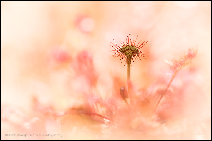 Sun Light