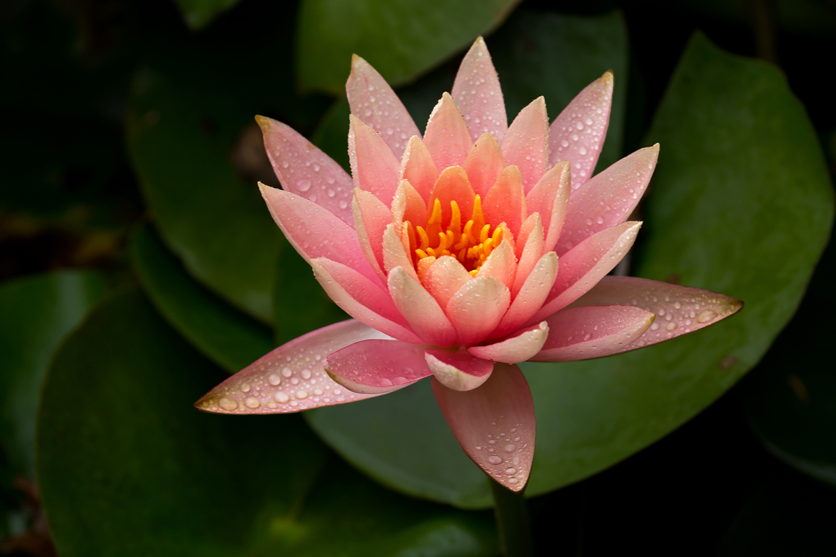 Lily Drops