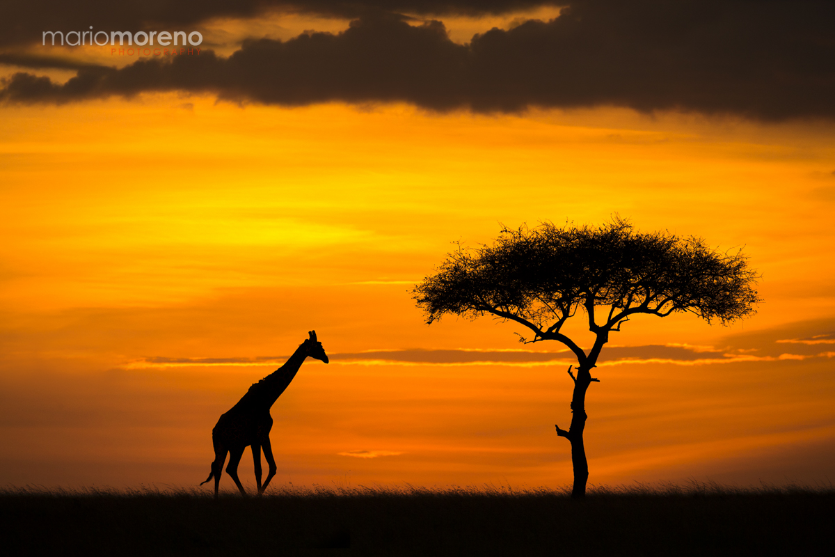 African Dream