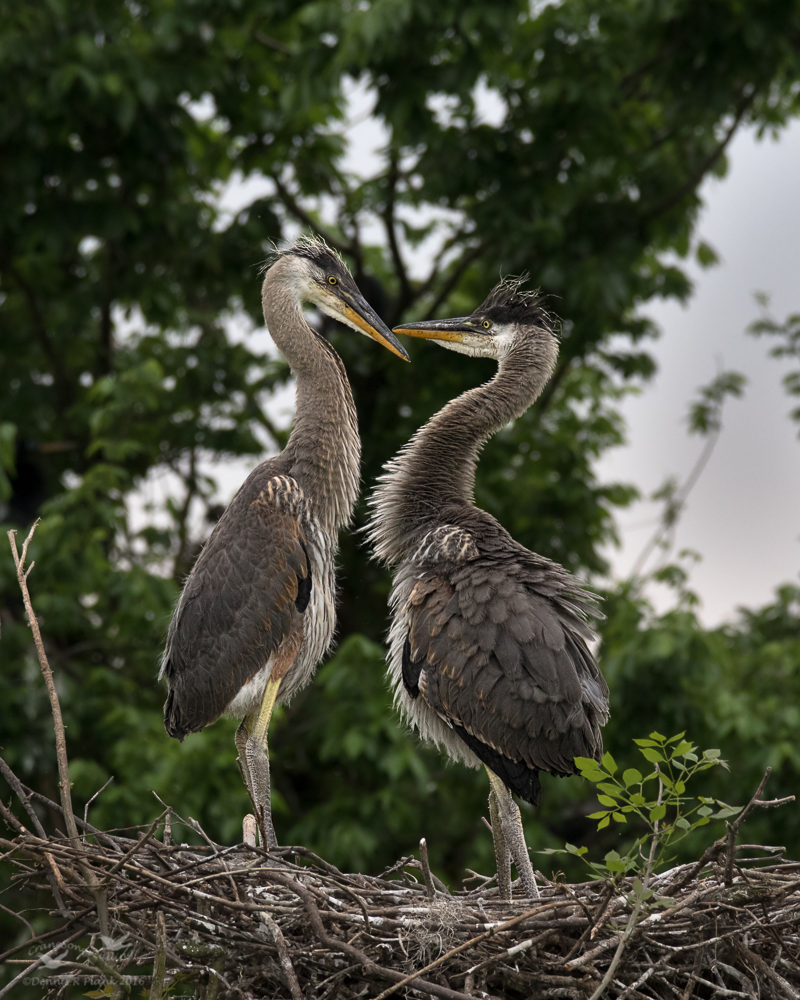 I'm Taller than You!