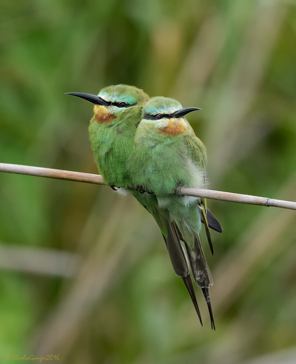 Little Bee-Eaters