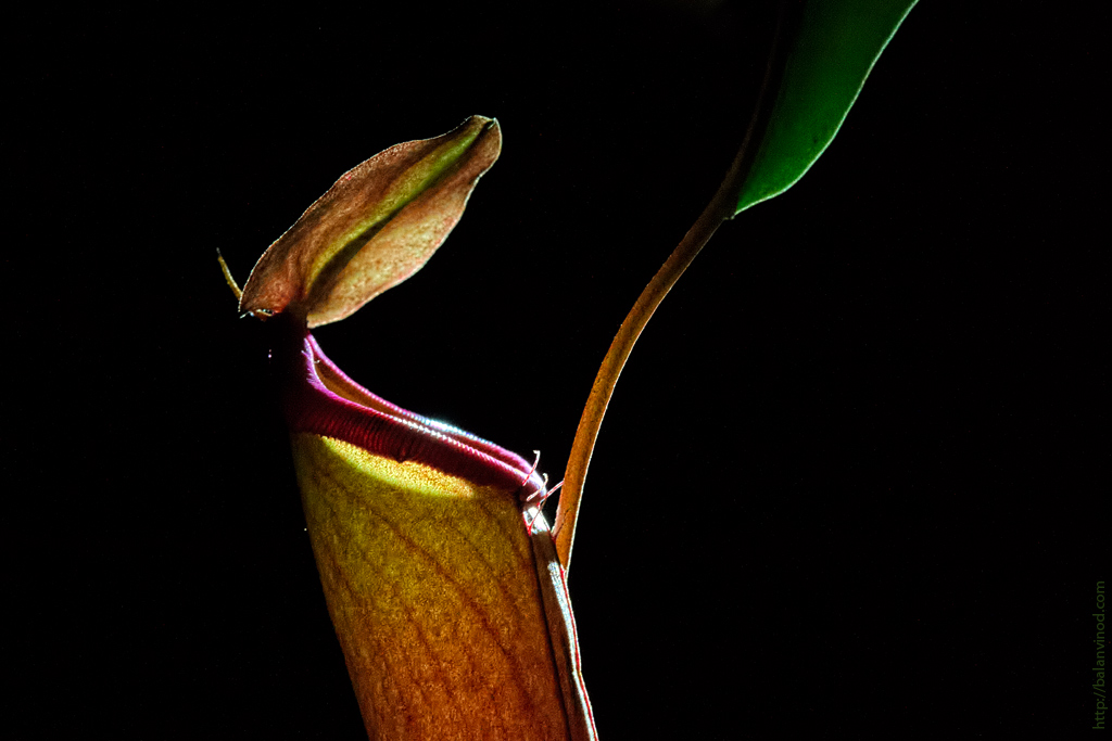 First Pitcher