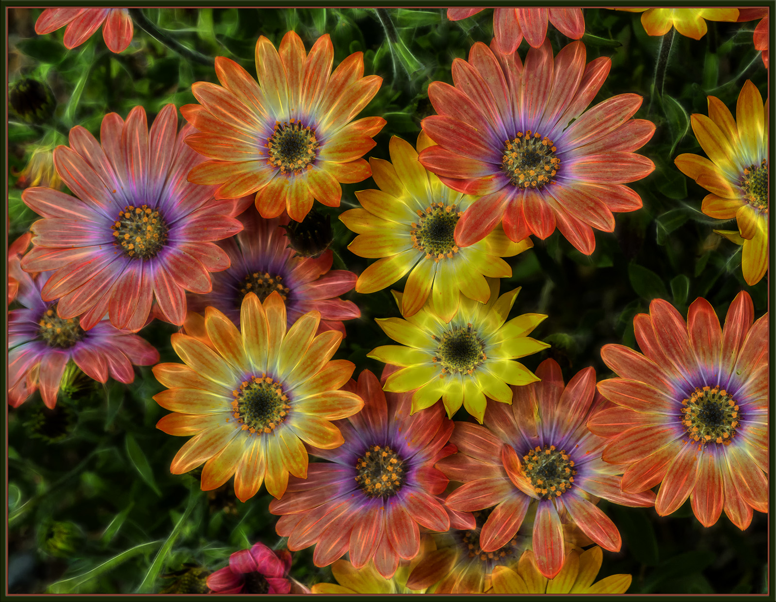 Psychedelic Gerberas 