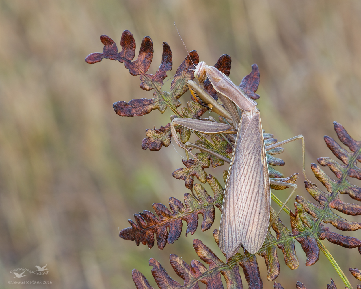 Praying Mantis (C)