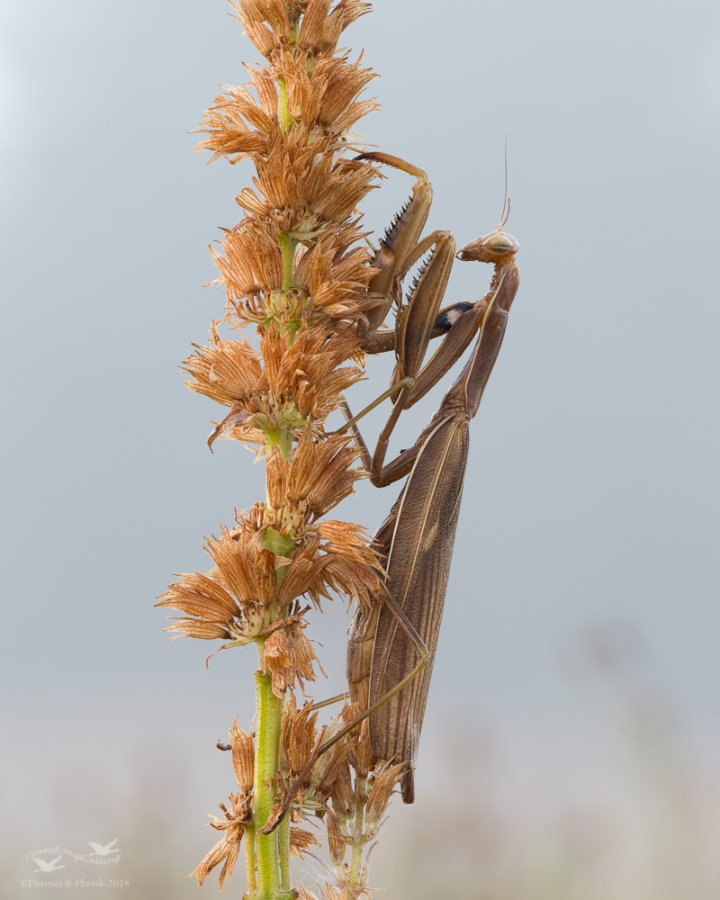 Praying Mantis II & RP
