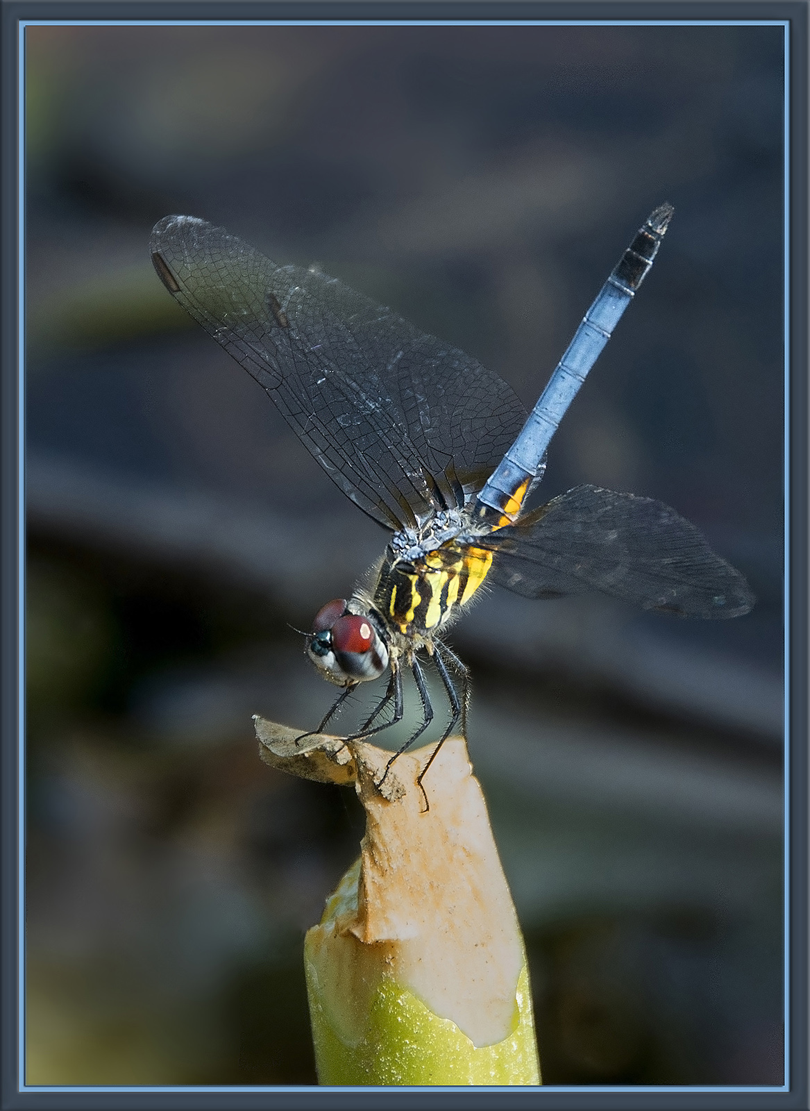 Dragonfly