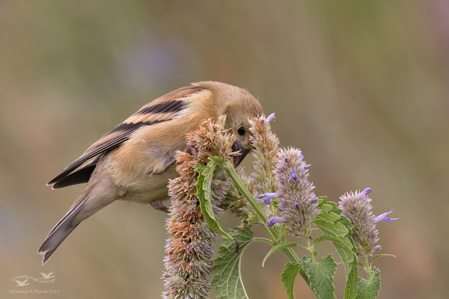 Juvenile Goldfinch