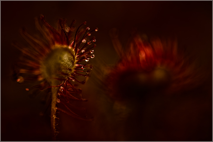 Dark Light