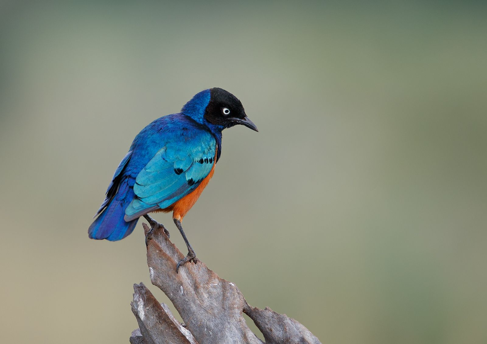 Superb Starling