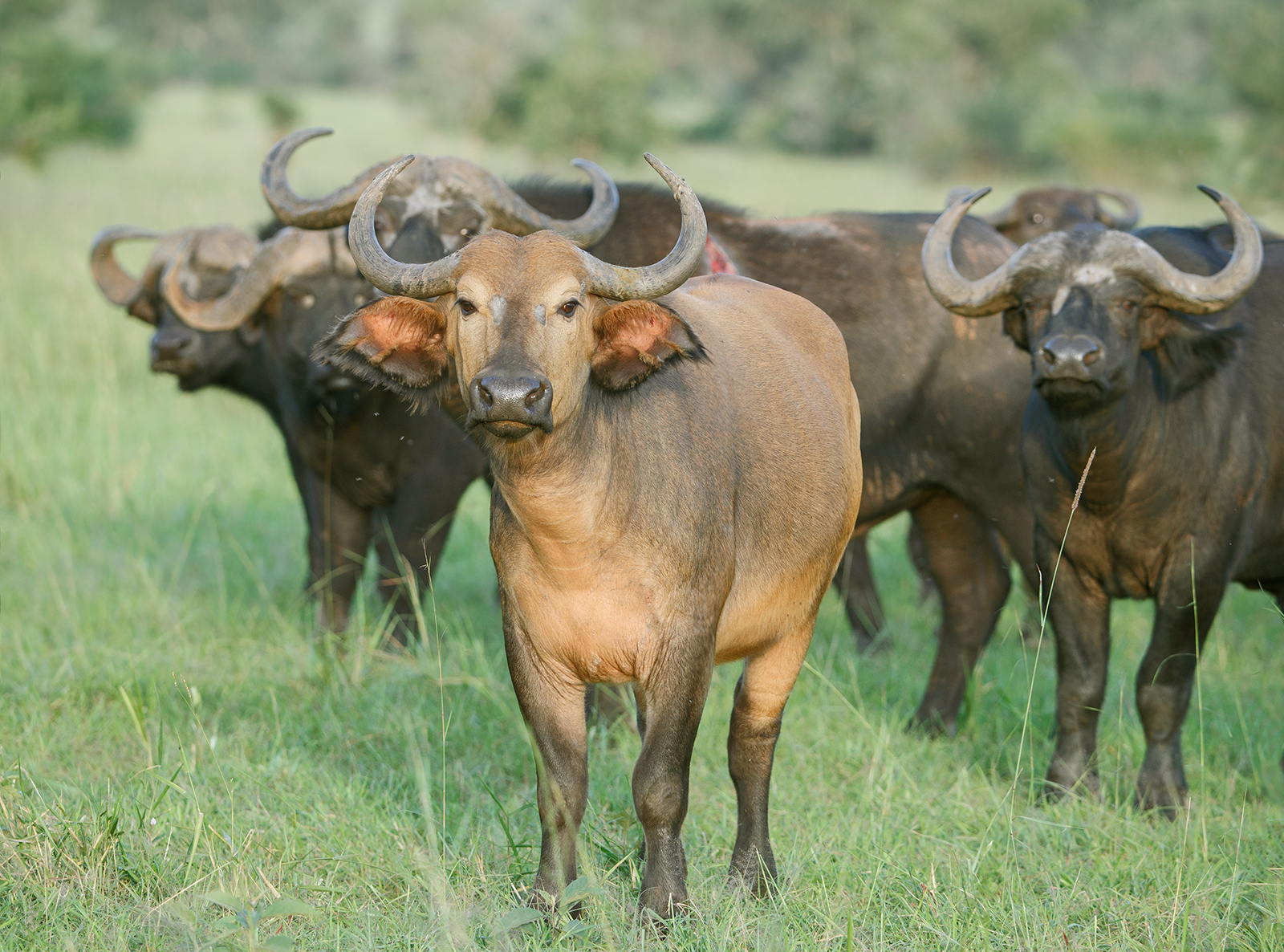 Golden Buffalo