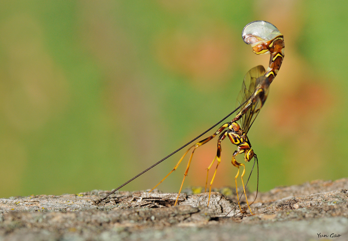 Giant Ichneumon Wasp 