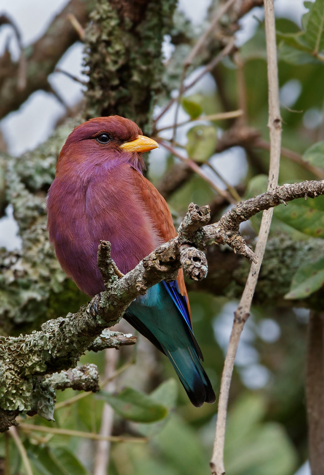 Broad Billed Roller